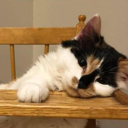 cat in high chair